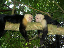 Erlebnis Amerika: Costa Rica - Nicaragua - Panama - Capucine Monkeys